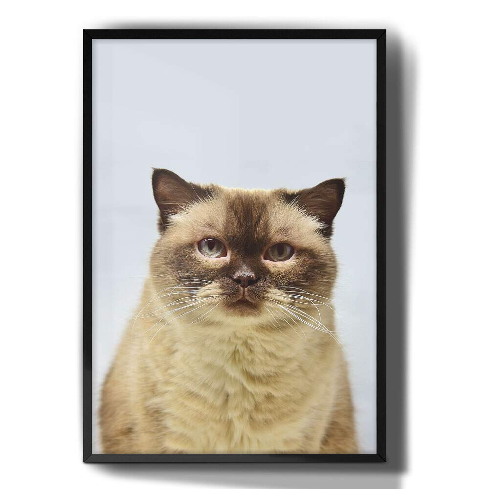 Quadro Decorativo Gato Bege e Fundo Azul Claro