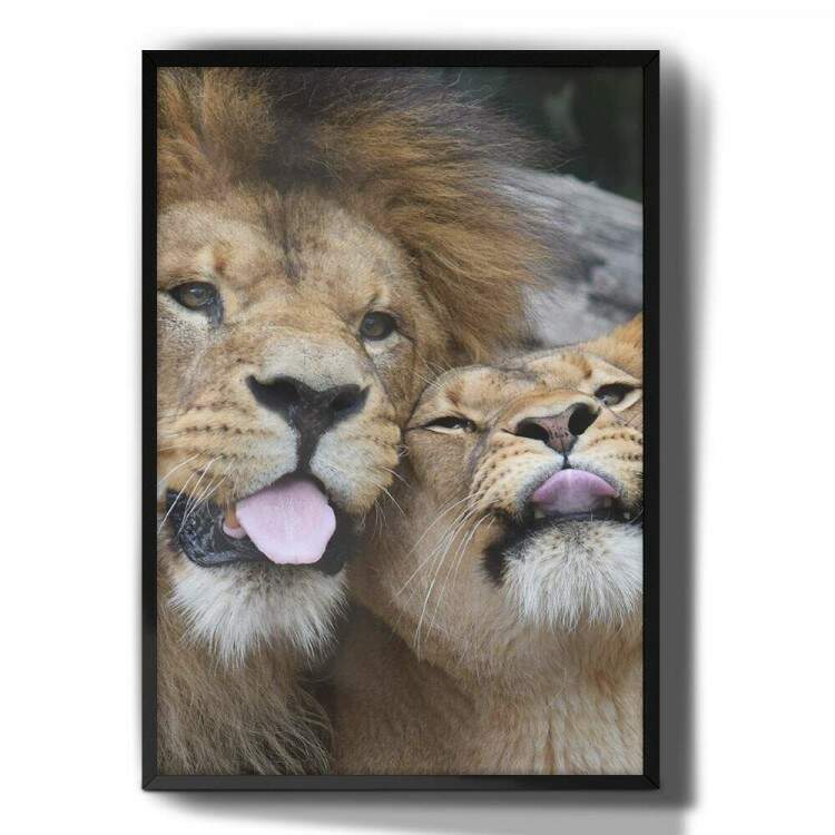 Quadro Decorativo Leo e Leoa com a Lngua para fora