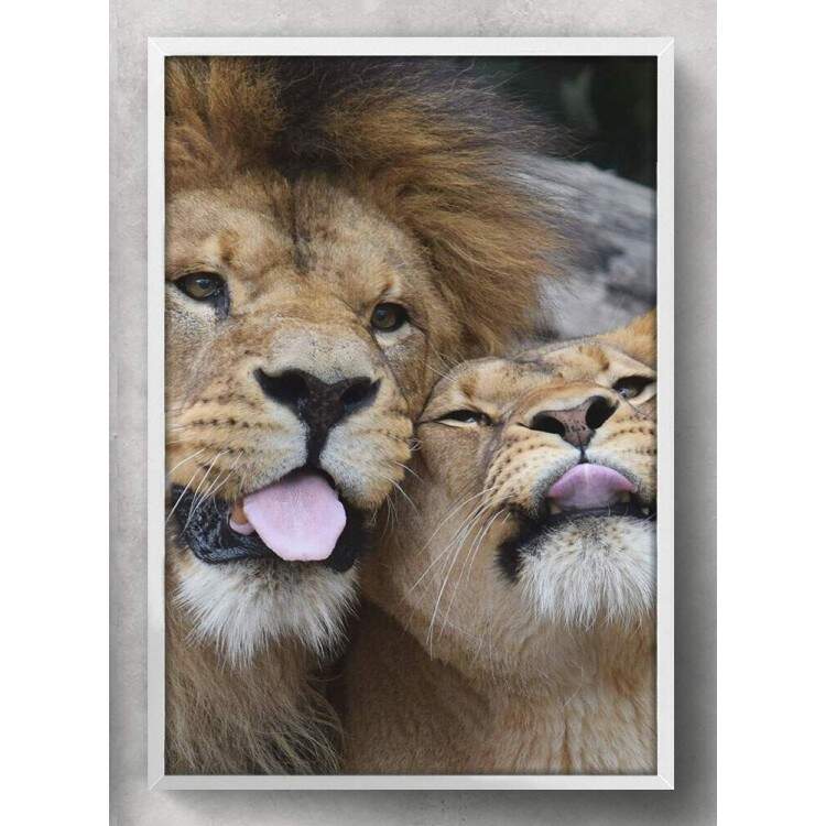 Quadro Decorativo Leo e Leoa com a Lngua para fora