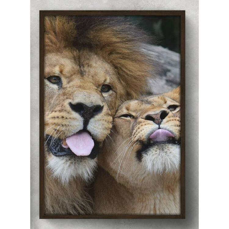 Quadro Decorativo Leo e Leoa com a Lngua para fora