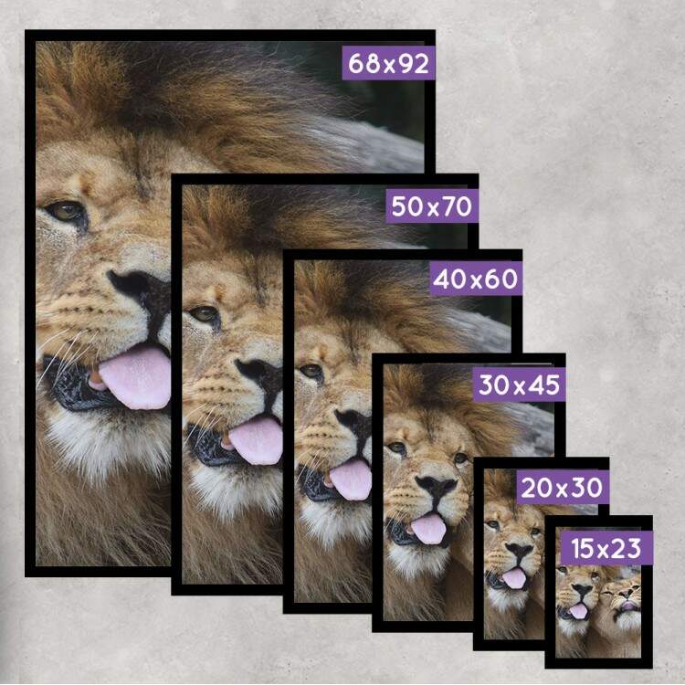Quadro Decorativo Leo e Leoa com a Lngua para fora