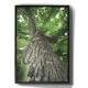 Quadro Decorativo Tronco De Arvore