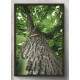 Quadro Decorativo Tronco De Arvore