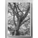 Quadro Decorativo �rvore Abstrato Preto e Branco