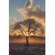 Placa Decorativa �rvore Por do Sol