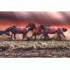 Placa Decorativa Cavalos Correndo na �gua