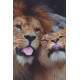 Placa Decorativa Le�o e Leoa Mostrando L�ngua