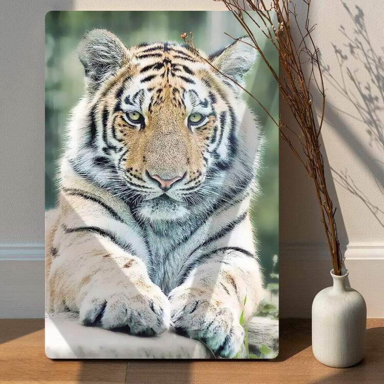 Placa Decorativa Tigre Deitado Olhando