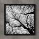 Quadro Decorativo Quadrado galhos de �rvore Preto e Branco Vista de Baixo