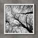 Quadro Decorativo Quadrado galhos de �rvore Preto e Branco Vista de Baixo
