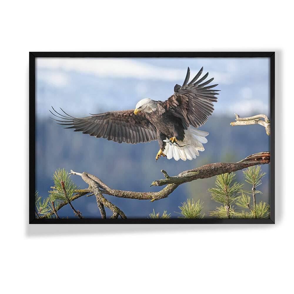 Quadro Decorativo Aguia No Voo