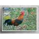Quadro Decorativo Galo nas Flores