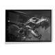 Quadro Decorativo Esqueleto Dinossauro T Rex