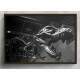 Quadro Decorativo Esqueleto Dinossauro T Rex