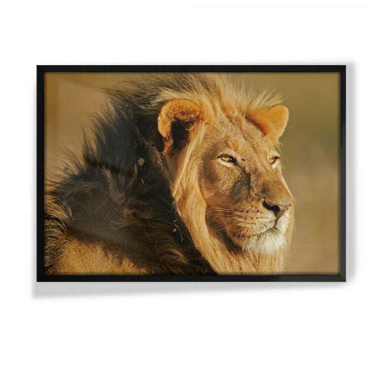 Quadro Decorativo Leo De Perfil