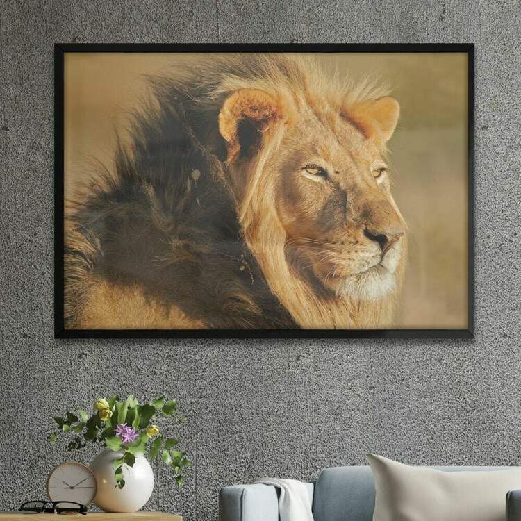 Quadro Decorativo Leo De Perfil