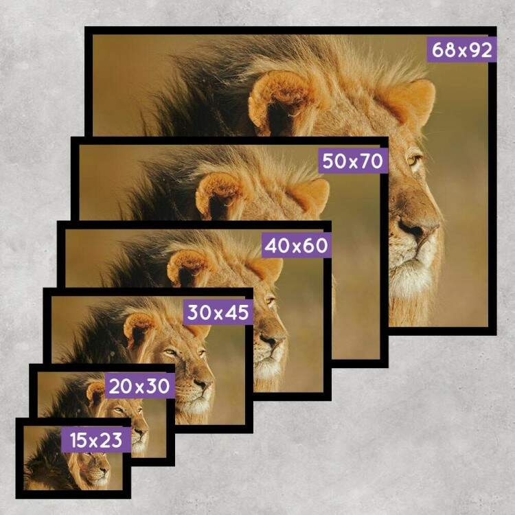 Quadro Decorativo Leo De Perfil