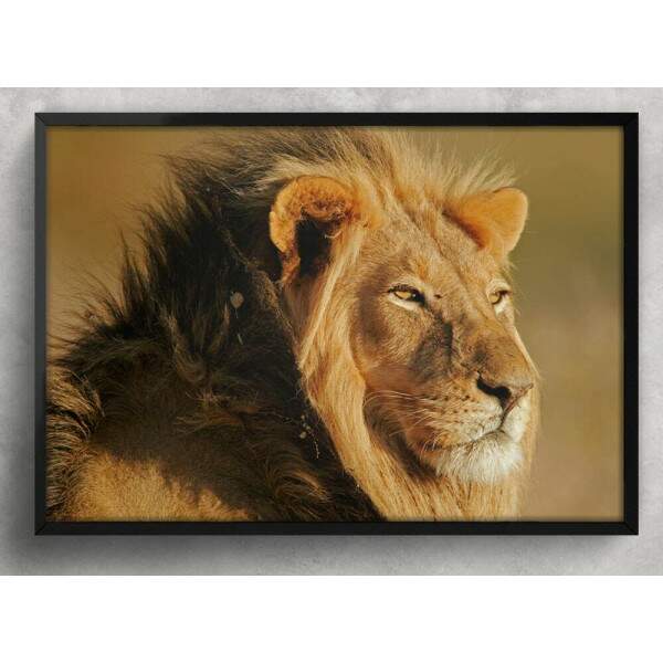 Quadro Decorativo Leo De Perfil