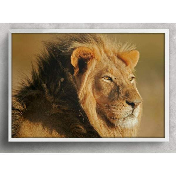 Quadro Decorativo Leo De Perfil