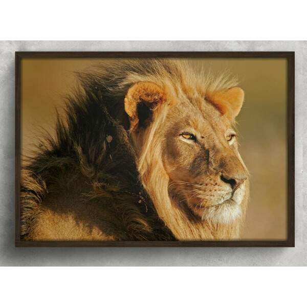 Quadro Decorativo Leo De Perfil