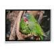 Quadro Decorativo Papagaio Juntos Na �rvore