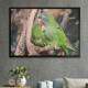 Quadro Decorativo Papagaio Juntos Na �rvore