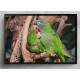 Quadro Decorativo Papagaio Juntos Na �rvore