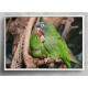 Quadro Decorativo Papagaio Juntos Na �rvore