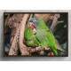 Quadro Decorativo Papagaio Juntos Na �rvore