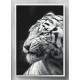 Quadro Decorativo Tigre Branco de Perfil