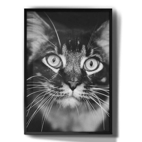 Quadro Decorativo Gato Preto e Branco