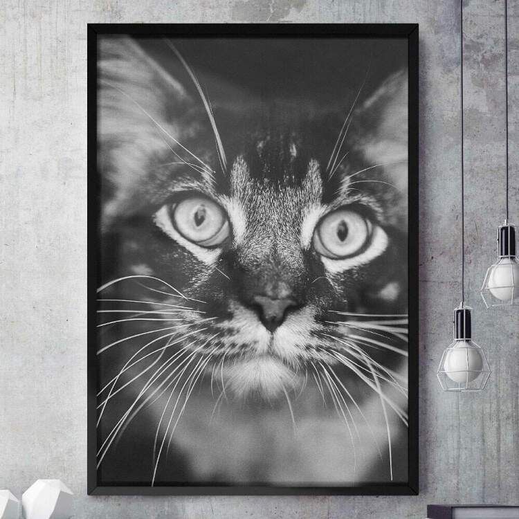 Quadro Decorativo Gato Preto e Branco