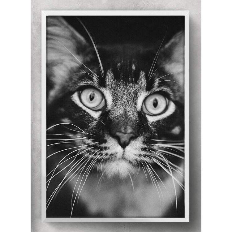 Quadro Decorativo Gato Preto e Branco
