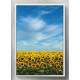 Quadro Decorativo Planta��o de Girassol e C�u Azul