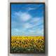 Quadro Decorativo Planta��o de Girassol e C�u Azul
