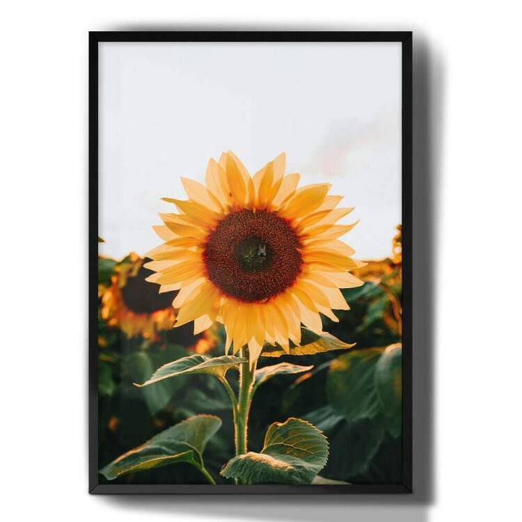 Quadro Decorativo Flor de Girassol