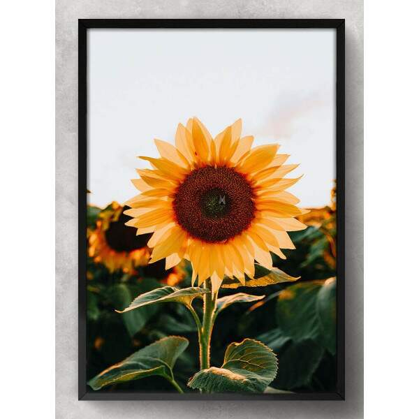 Quadro Decorativo Flor de Girassol