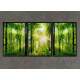 Kit 3 Quadros Decorativos �rvores na Floresta