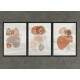 Kit 3 Quadros Decorativos Minimalista Marrom