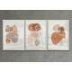 Kit 3 Quadros Decorativos Minimalista Marrom