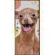Adesivo Para Porta Pet Shop Pinscher Caramelo Fundo Branco Com Detalhes