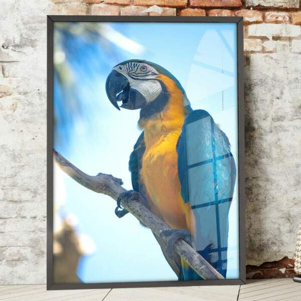 Quadro Decorativo Arara Azul