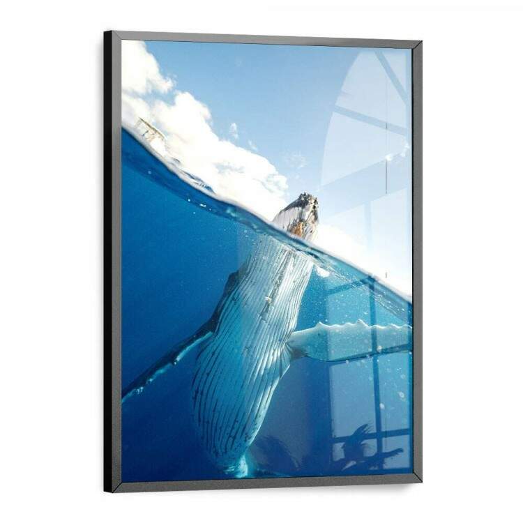 Quadro Decorativo Baleia Azul