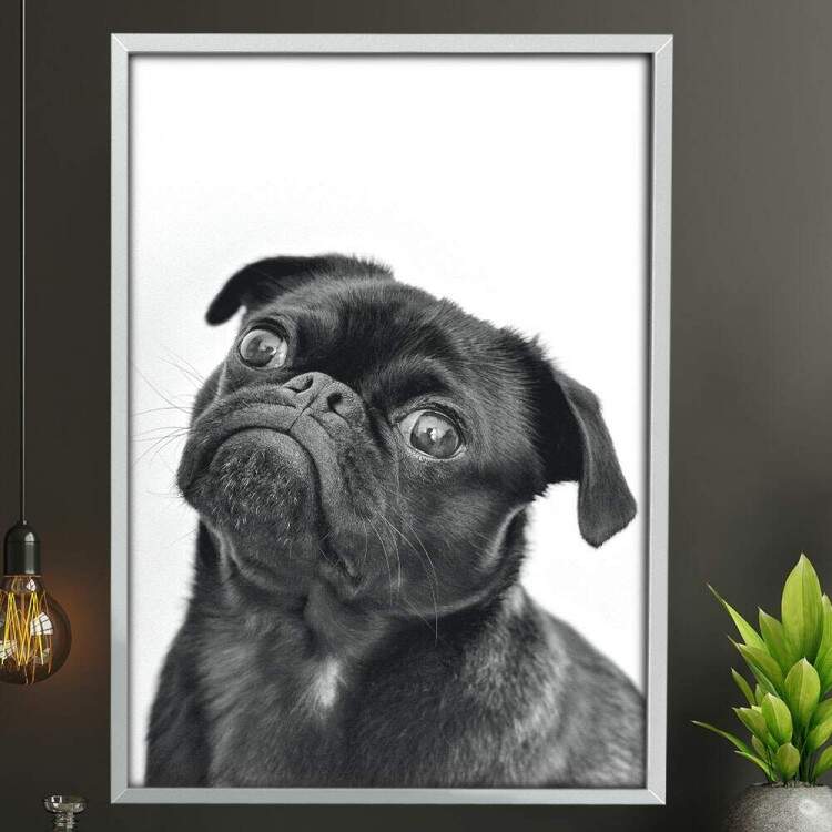 Quadro Decorativo Cachorro Pug Preto