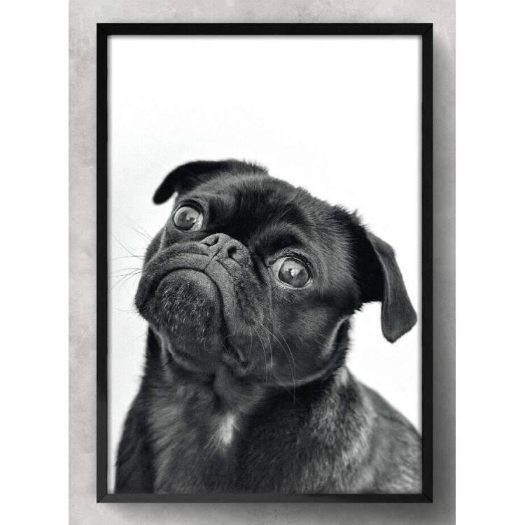 Quadro Decorativo Cachorro Pug Preto