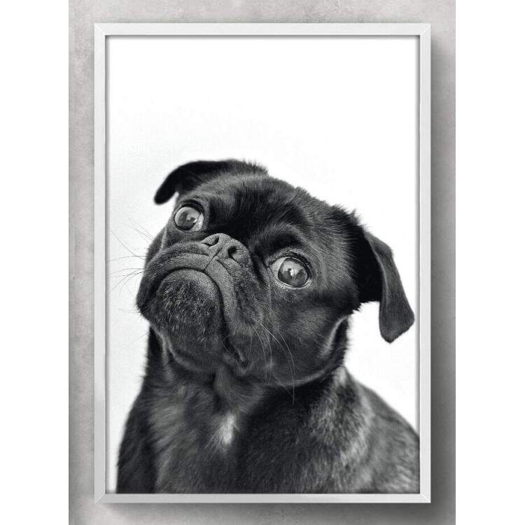 Quadro Decorativo Cachorro Pug Preto