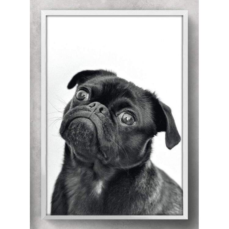 Quadro Decorativo Cachorro Pug Preto