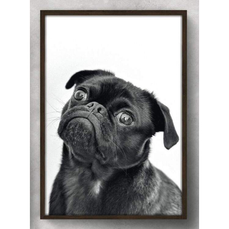 Quadro Decorativo Cachorro Pug Preto