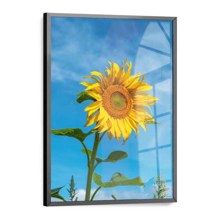 Quadro Decorativo Girassol