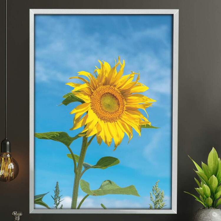 Quadro Decorativo Girassol